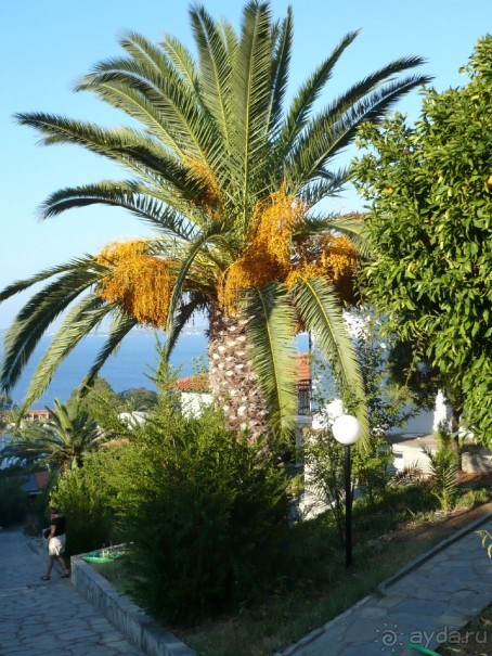 Финиковая пальма