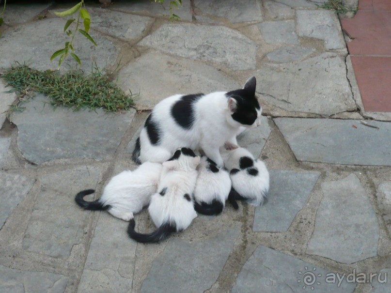 Многодетная мамаша