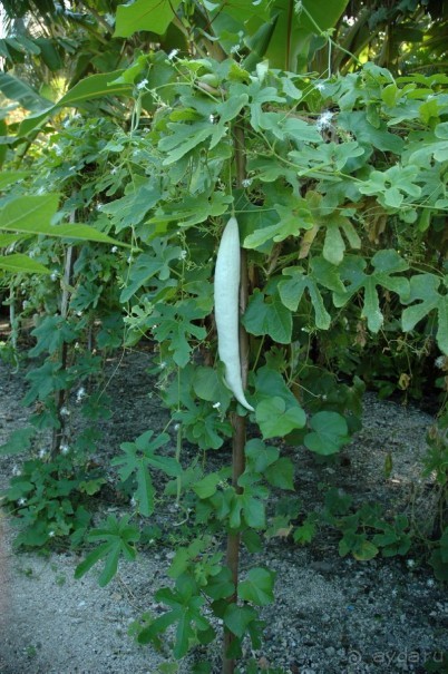 Заметки путешественника. Мальдивы.