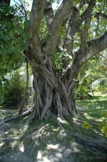 Заметки путешественника. Мальдивы.