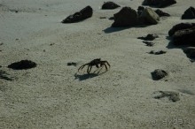 Заметки путешественника. Мальдивы.