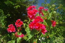 Заметки путешественника. Мальдивы.