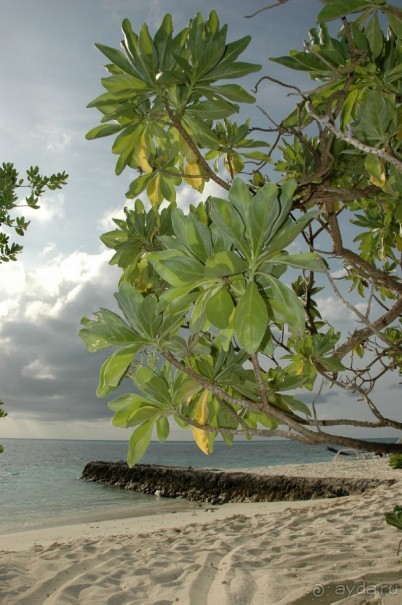 Заметки путешественника. Мальдивы.
