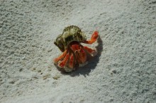 Заметки путешественника. Мальдивы.