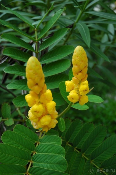 Заметки путешественника. Мальдивы.