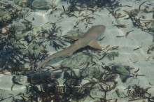 Заметки путешественника. Мальдивы.