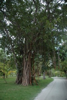 Заметки путешественника. Мальдивы.