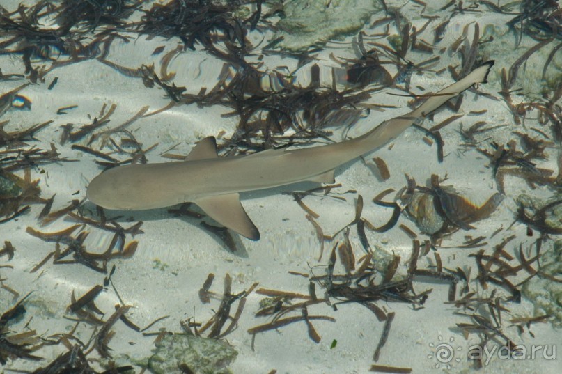 Заметки путешественника. Мальдивы.