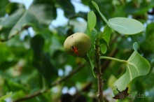 Заметки путешественника. Мальдивы.