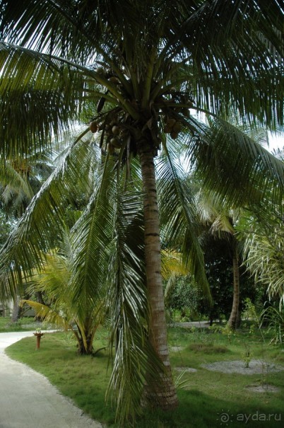 Заметки путешественника. Мальдивы.