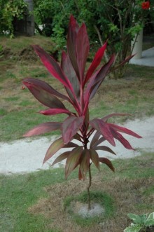 Заметки путешественника. Мальдивы.