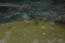 Заметки путешественника. Мальдивы.