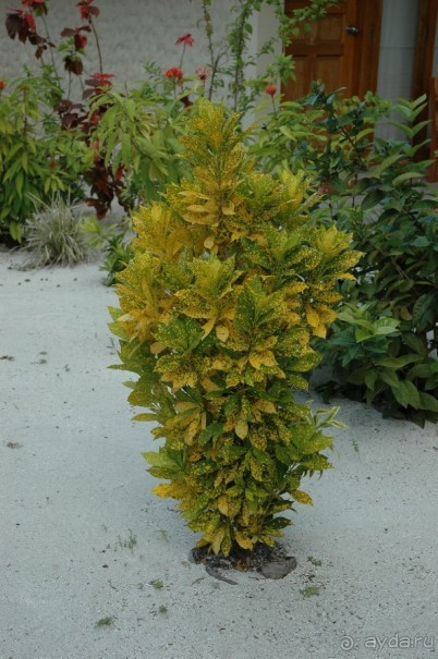 Заметки путешественника. Мальдивы.