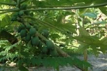 Заметки путешественника. Мальдивы.