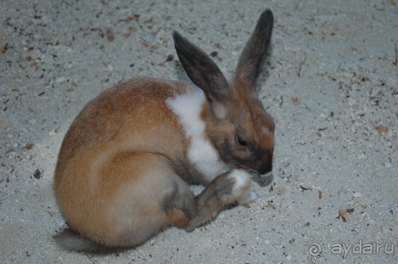 Заметки путешественника. Мальдивы.