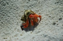 Заметки путешественника. Мальдивы.