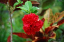 Заметки путешественника. Мальдивы.