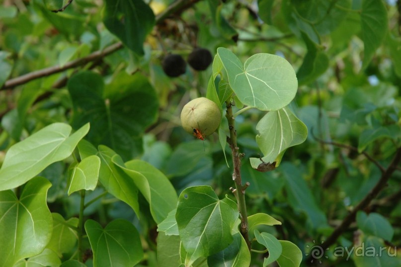Заметки путешественника. Мальдивы.