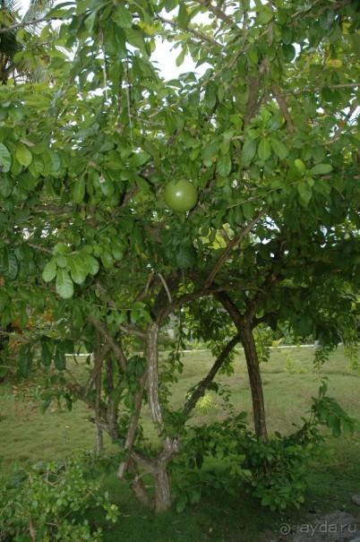 Заметки путешественника. Мальдивы.