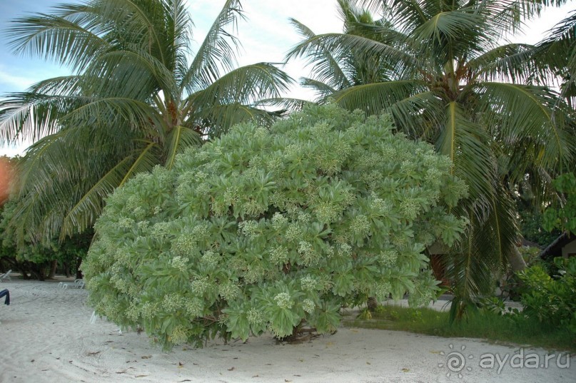 Заметки путешественника. Мальдивы.