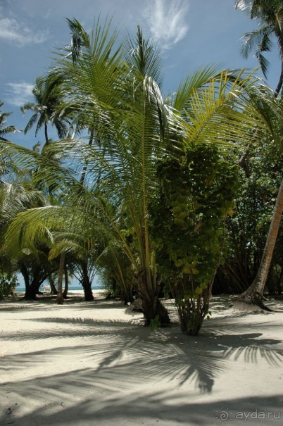 Заметки путешественника. Мальдивы.