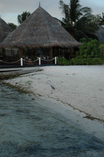 Заметки путешественника. Мальдивы.
