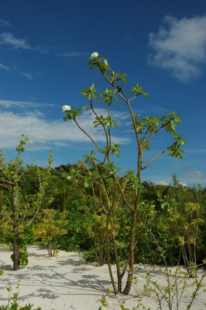Заметки путешественника. Мальдивы.