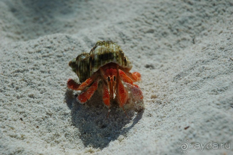 Заметки путешественника. Мальдивы.