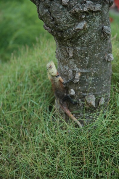 Заметки путешественника. Мальдивы.