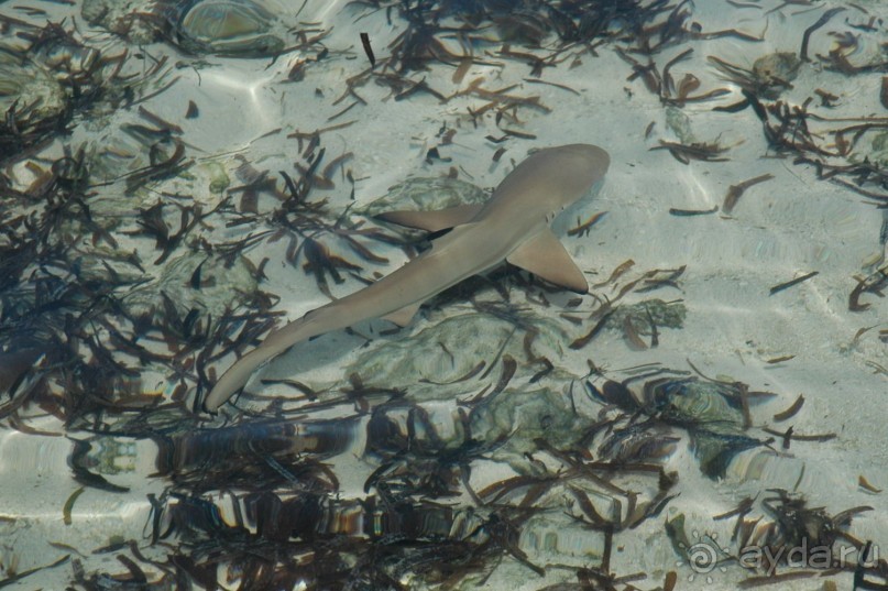 Заметки путешественника. Мальдивы.