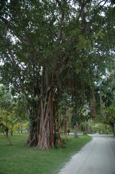 Заметки путешественника. Мальдивы.