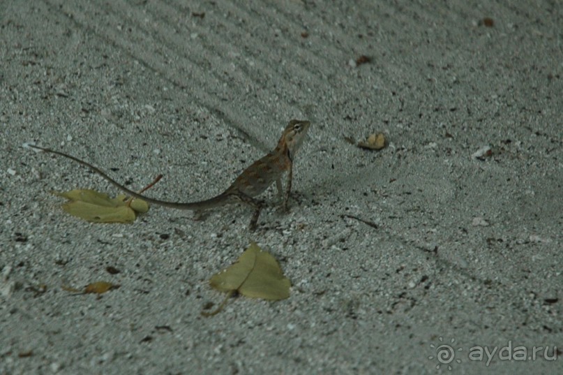 Заметки путешественника. Мальдивы.