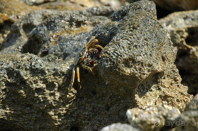 Заметки путешественника. Мальдивы.