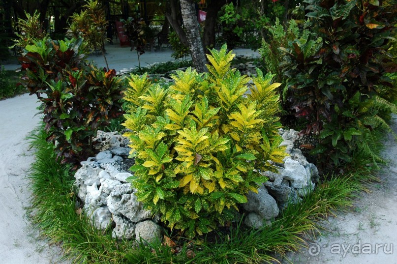 Заметки путешественника. Мальдивы.