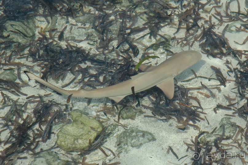 Заметки путешественника. Мальдивы.