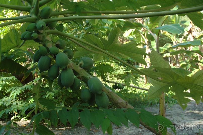 Заметки путешественника. Мальдивы.