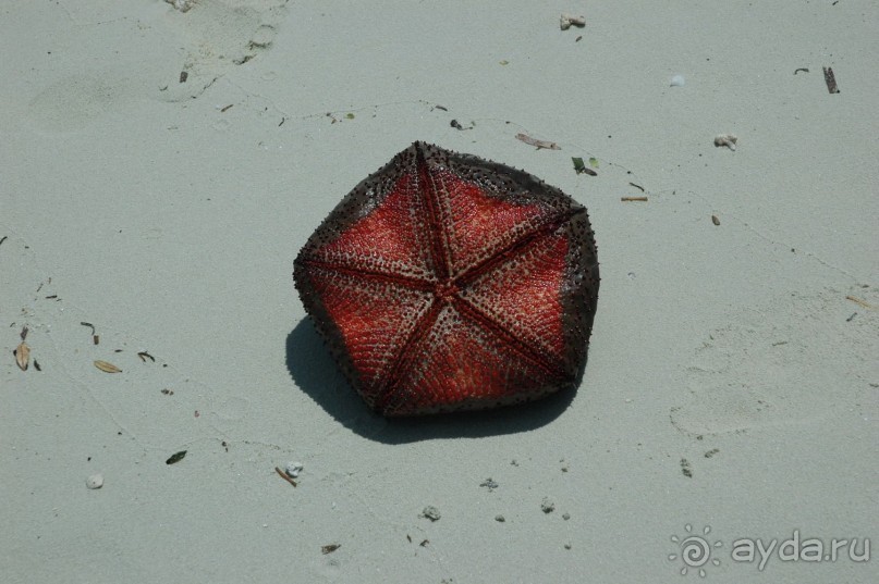 Заметки путешественника. Мальдивы.