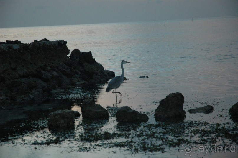 Заметки путешественника. Мальдивы.