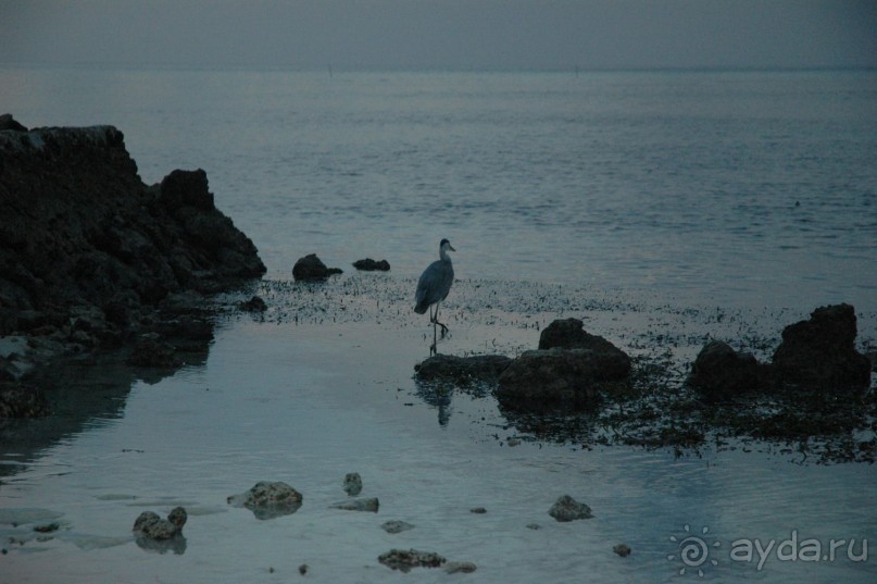Заметки путешественника. Мальдивы.