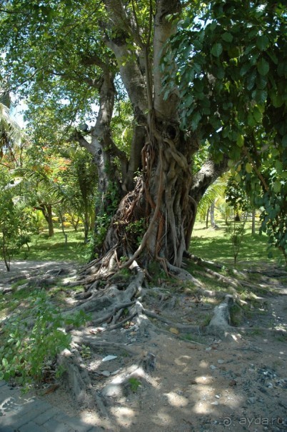 Заметки путешественника. Мальдивы.