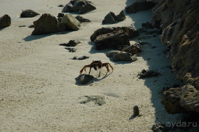 Заметки путешественника. Мальдивы.