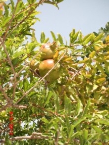 Черногория. Как оно было...