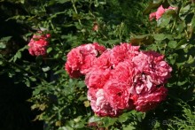 Много цветов возле отеля