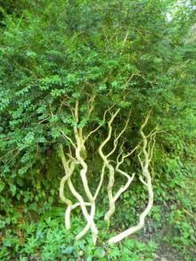 фото частный сектор