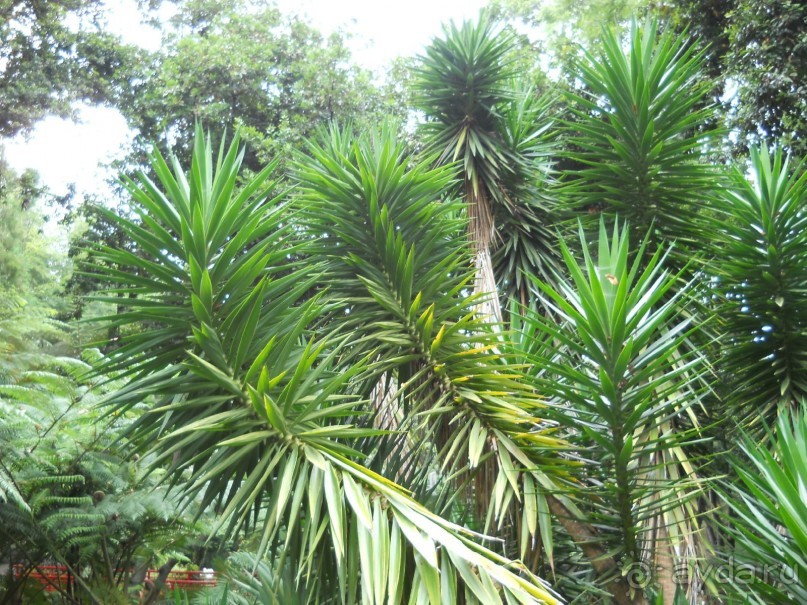 В объятиях Гольфстрима