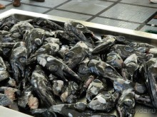 В объятиях Гольфстрима