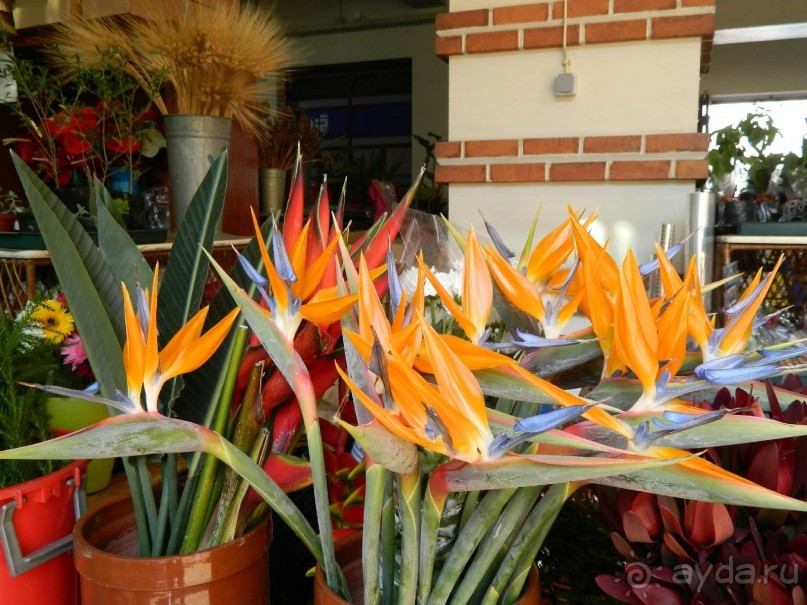 В объятиях Гольфстрима