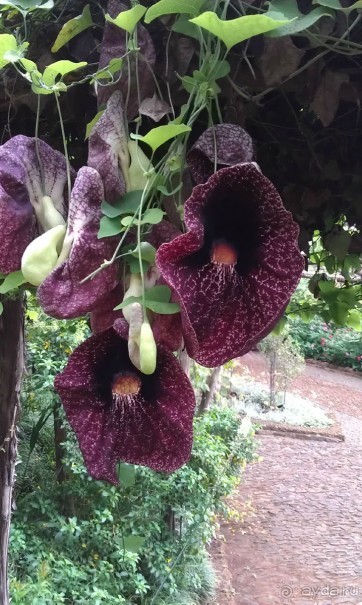 В объятиях Гольфстрима