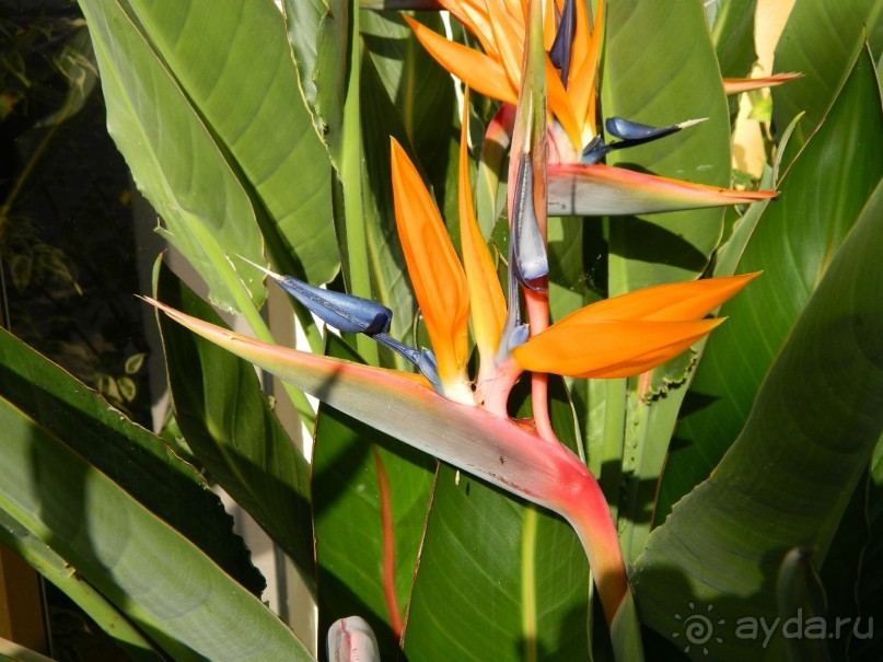 В объятиях Гольфстрима