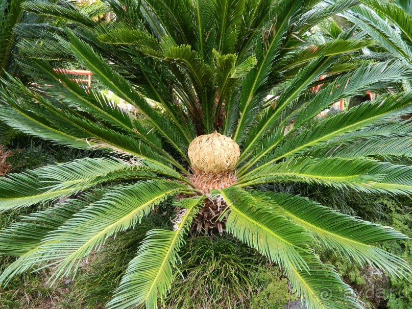 В объятиях Гольфстрима